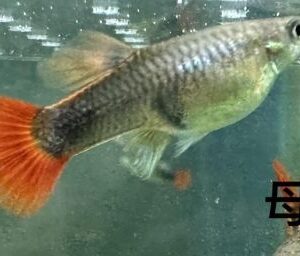 巴西紅扇孔雀魚