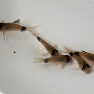 熊貓鼠