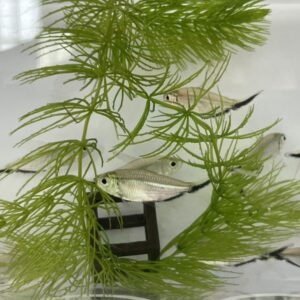 黑尾大勾旗