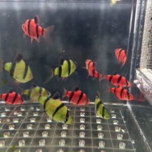 螢光四間組合包(紅+綠)