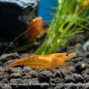 香吉士米蝦