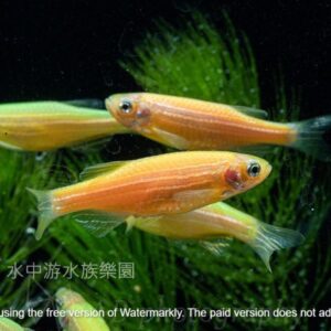 各色 仙子魚 斑馬魚