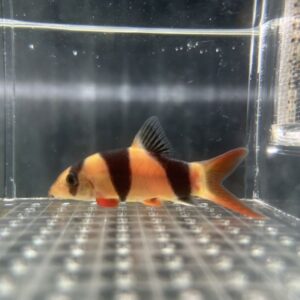 三間鼠