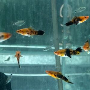 五花劍魚