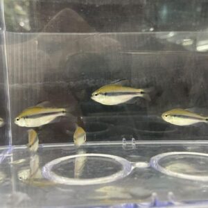 隆背彩虹藍帝燈