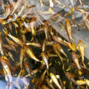 黃金孔雀魚
