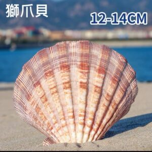 獅爪貝