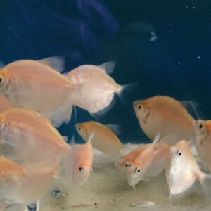 彩色磚魚