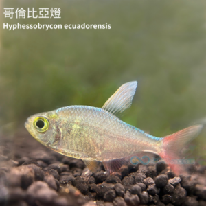 哥倫比亞燈(紅尾夢幻旗)