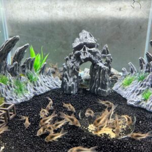 咖啡鼠魚