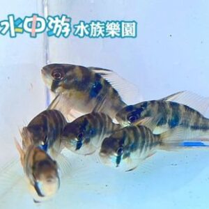 荷蘭鳳凰