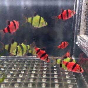 螢光四間組合包(紅+綠)