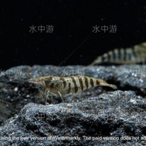 印度斑馬米蝦