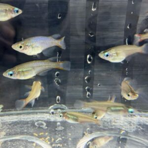 七彩霓虹稻田魚