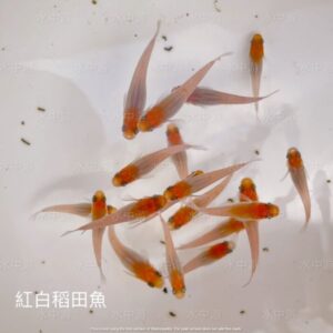57c202a1efb72d051681215489dd88b3.jpg