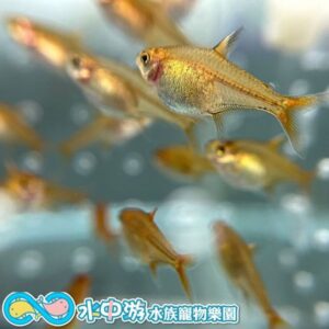 噴火燈