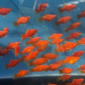 小紅豆 紅球