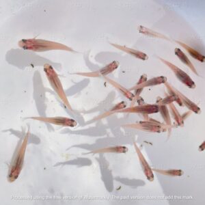 美達卡-銀河稻田魚