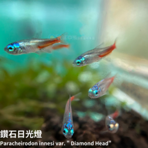 鑽石日光燈