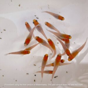 美達卡-紅白稻田魚