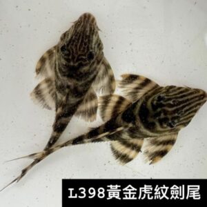 L398黃金虎紋劍尾異形