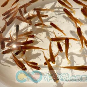 美達卡-紅天女之舞