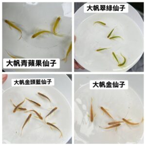 大帆仙子魚(顏色在選項內)