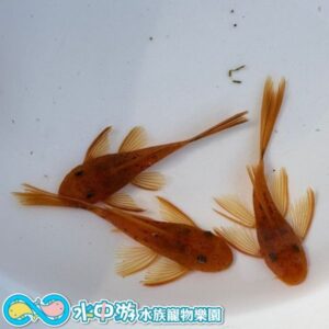 大帆超級紅鬍子異型
