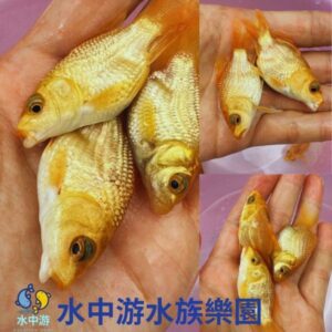 短身紅蝴蝶鯉