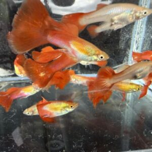 佛朗明哥孔雀魚