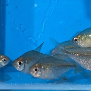764a502ac2690fee49c1220fb76455e8.jpg