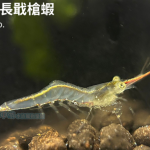 霸王紅長戢槍蝦