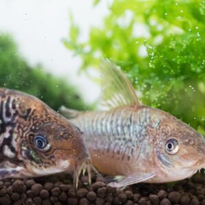 藍月鼠