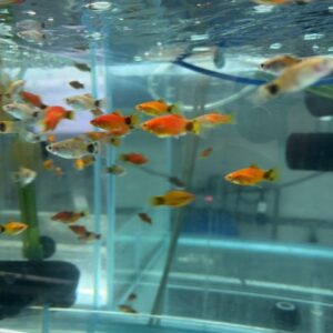 茉莉+球魚+米奇混搭
