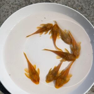 紅眼鬍子異形