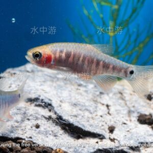 藍帶斑馬