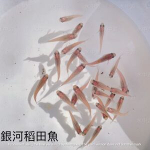 88ef5d216d4c4eddb8df561fb98adf56.jpg