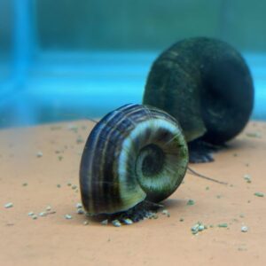 大羊角螺 吃藻類、殘餌、水草爛葉
