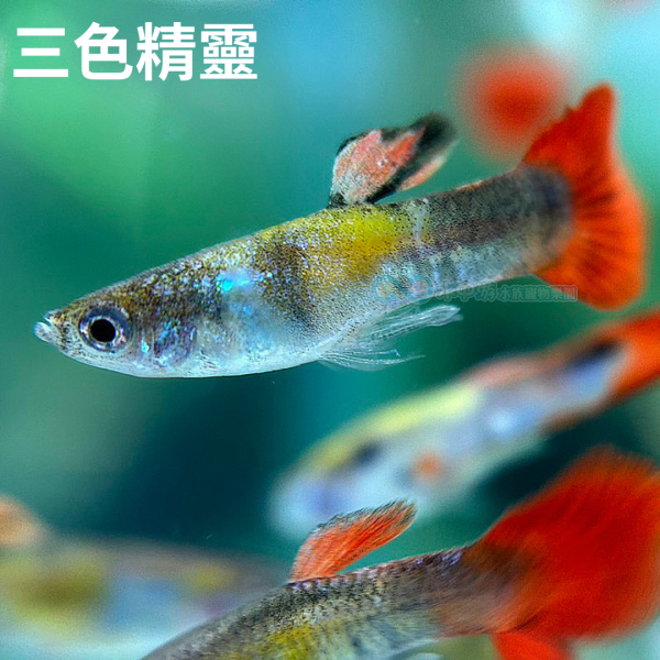 8eb803f1016f992b9a0f500d79df3b26.png 8eb803f1016f992b9a0f500d79df3b26.png