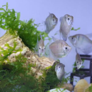 虎紋磚魚(缺貨顏色會隨機出)