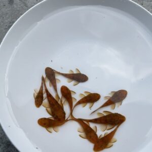 紅寶石鬍子異形
