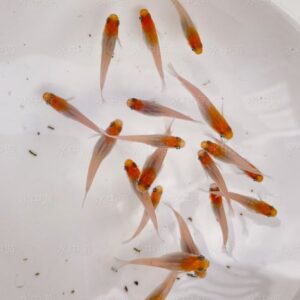 美達卡-紅白稻田魚