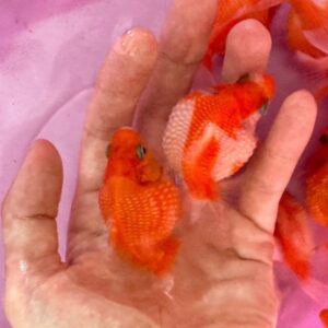 珠鱗金魚