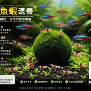 Marimo綠藻球
