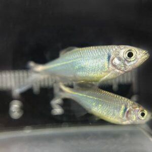 閃電大斑馬