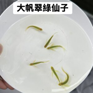 大帆仙子魚(顏色在選項內)