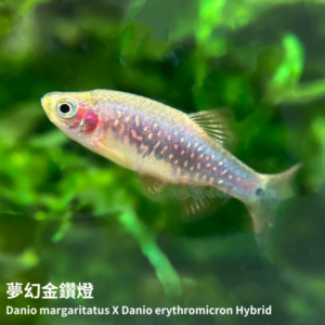 夢幻金鑽燈