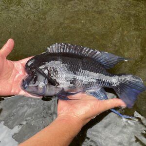 皇冠六間（成魚）