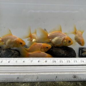 泰獅金魚