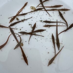 枝狀直昇機(樹枝直升機)
